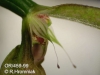 Bulbophyllum antenniferum  (05)